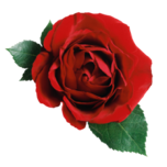 Milk and Roses logo